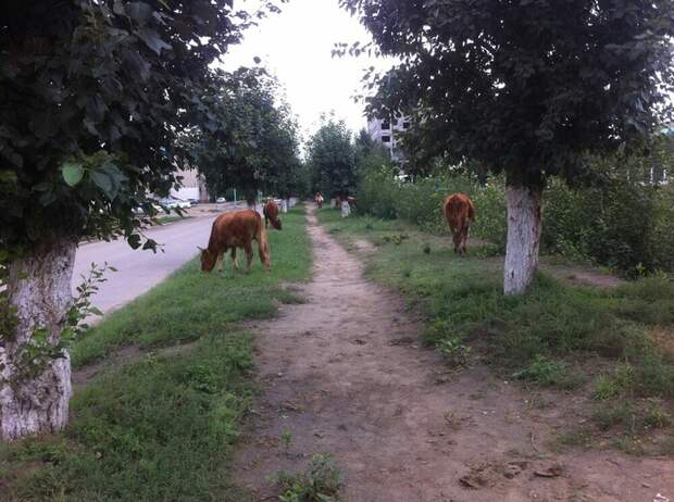 Жизнь в Монголии Монголия, хорошо там где нас нет, длиннопост