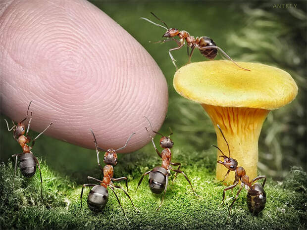 Захватывающие муравьиные приключения в макрофотографиях Андрея Павлова7