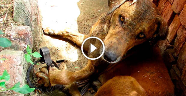 Пёс попал в капкан