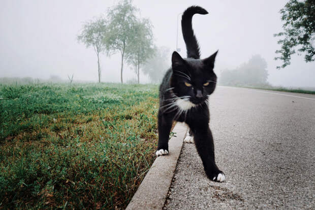 Foggy morning and cat  by Natalja Iljina on 500px.com