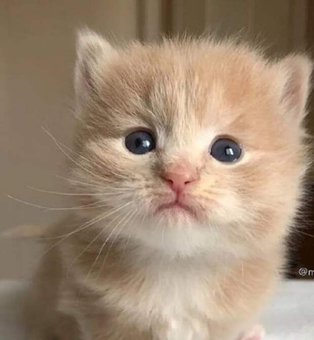 Котенок с голубыми глазами Рыжий котенок