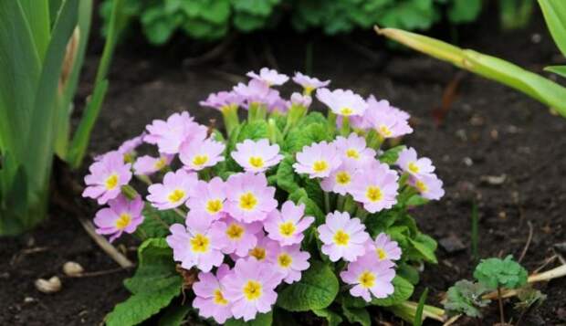 11 самых ранних весенних цветов для вашего сада и как за ними ухаживать