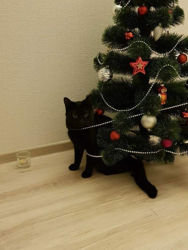 И вот она нарядная на праздник к нам пришла елка, игрушки, кот, новый год, разбой