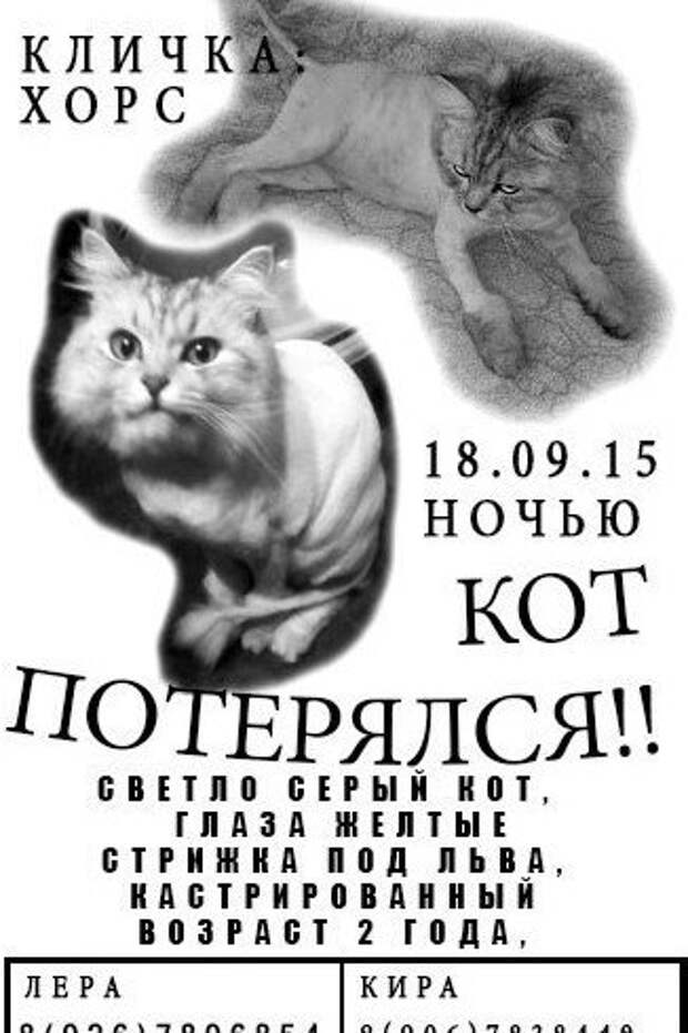Необычайно забавные объявления о поиске пропавших животных
