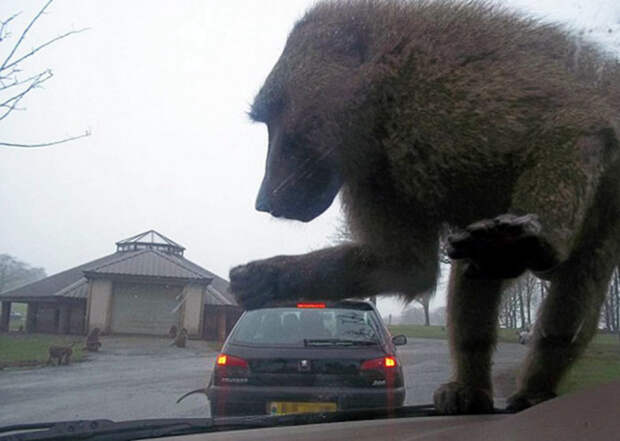 Novate.ru педупреждает, обезьяны - не самые приятные животные. | Фото: Watson.