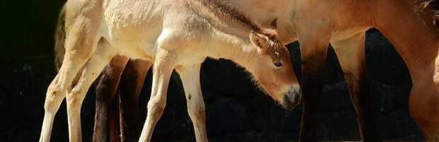 В Алматинском зоопарке родился жеребенок лошади Пржевальского. Видео