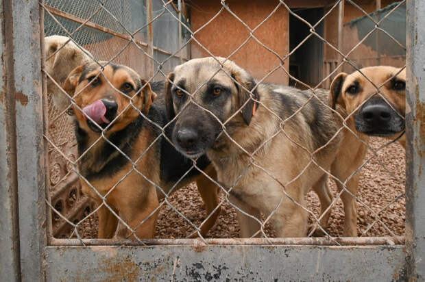 Как Крым борется с проблемой укусов бродячими собаками