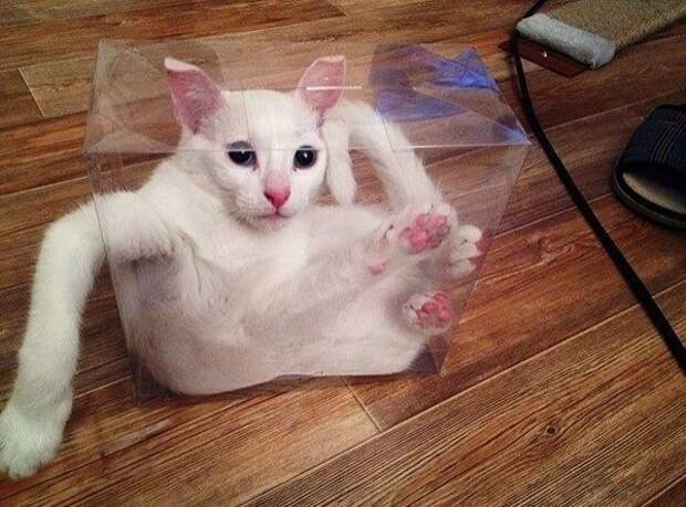 Коты, которых жизнь завела в тупик животные, коты
