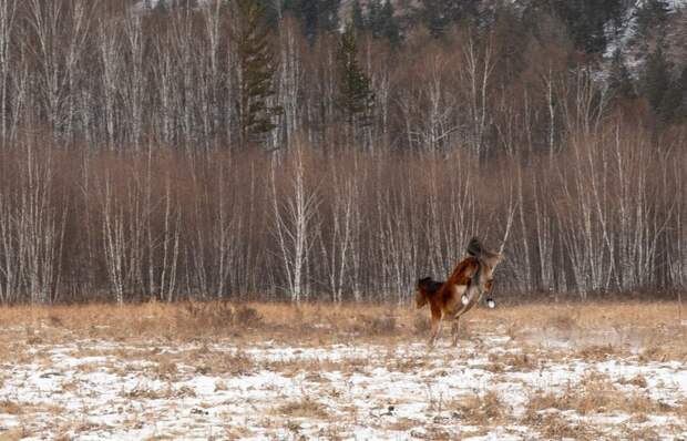 Талисман национального парка "Чикой" животное, зима, лошадь
