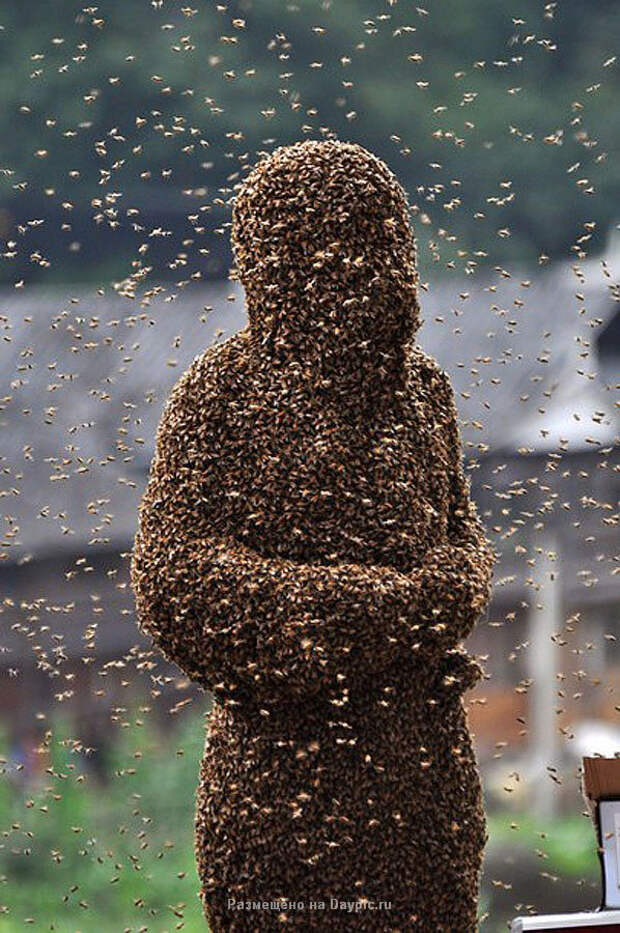 Усмиритель пчел Ванг Далин (9 фото)