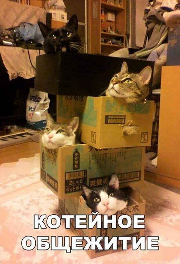 Прикольные фотомемы (23 шт)