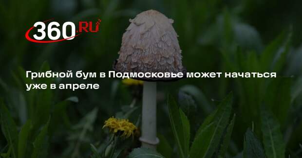 Биолог Глазков: в Подмосковье в апреле начнется грибной бум