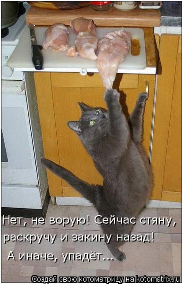 Свежая и прикольная котоматрица (32 фото)