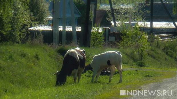 Депутаты одобрили штрафы за выпас коров, свиней и лошадей в городах