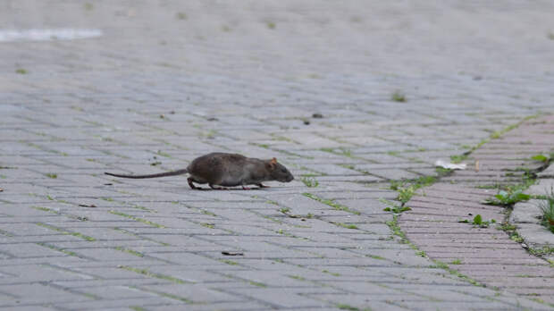 В Петербурге началась массовая борьба с крысами