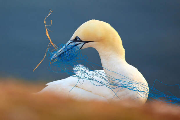 Лучшие фотографии птиц с конкурса Bird Photographer of the Year 2018 17