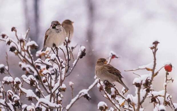 Петербуржцы насчитали в городе 19 тысяч воробьёв