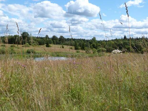ЗакС принял закон о создании «зеленого пояса» вокруг Петербурга