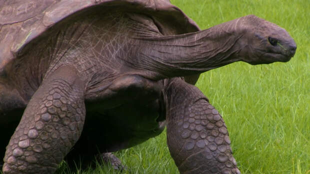 Старейшая в мире черепаха стала жертвой мошенника