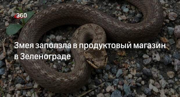 Источник 360.ru: агрессивная змея перепугала людей в магазине в Зеленограде
