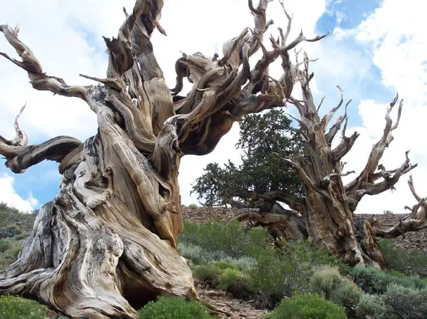 Деревья, которых боится само время: самой старой из Бристлеконских сосен более 4,7 тысяч лет