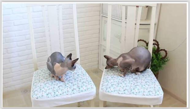 Как сшить удобные чехлы для стульев - подробный мастер-класс