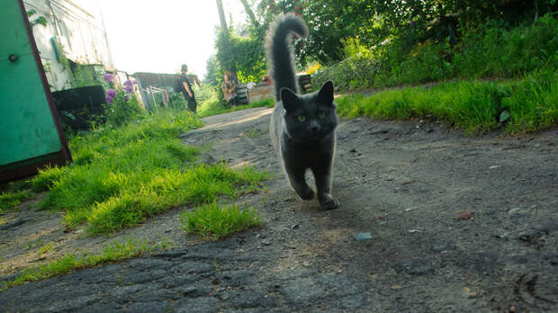 Пустил в ход зубы: В Челябинске кот спас хозяйку от неминуемой гибели при пожаре