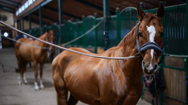 Неуправляемая лошадь в Перми протащила ребенка по снегу