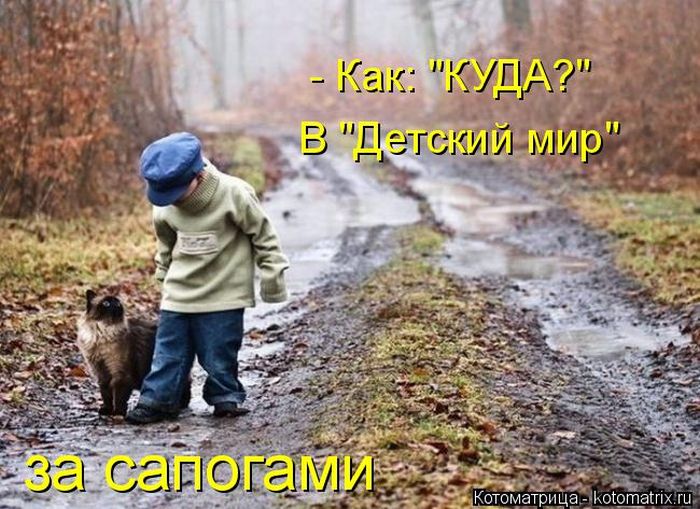 Лучшие котоматрицы недели (50 фото)