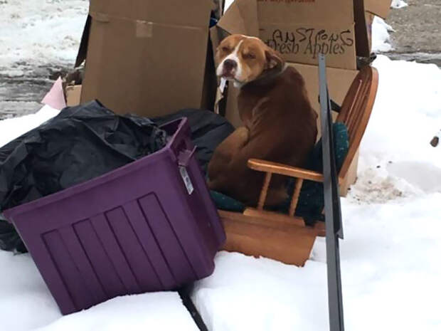 Семья переезжала и бросила собаку — но собака продолжала их ждать, замерзая на морозе приютили собаку, собак бросают нелюди, щенки ищут дом