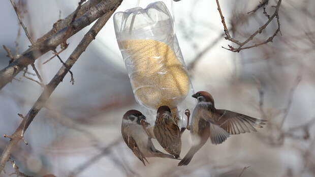 Биолог: у воробьёв и других певчих птиц нет проблемы ожирения