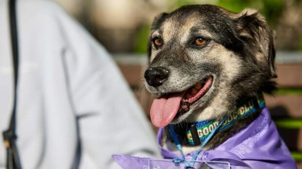 Программу для всей семьи подготовили на мероприятии «Моспитомец х Четвероногий друг»