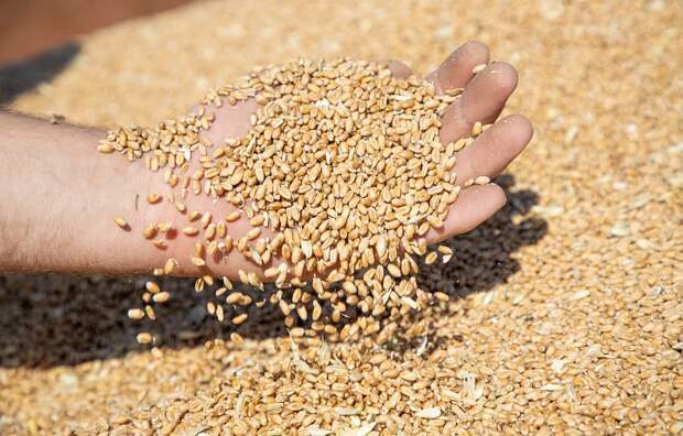 На КФХ в Тульской области задекларировали 1,5 тонны сомнительной пшеницы