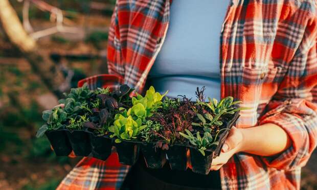 Копеечное средство из аптечки защитит рассаду от болезней и обеспечит шикарный урожай