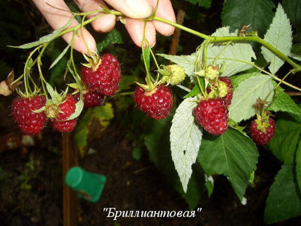 brilliantovaya 1