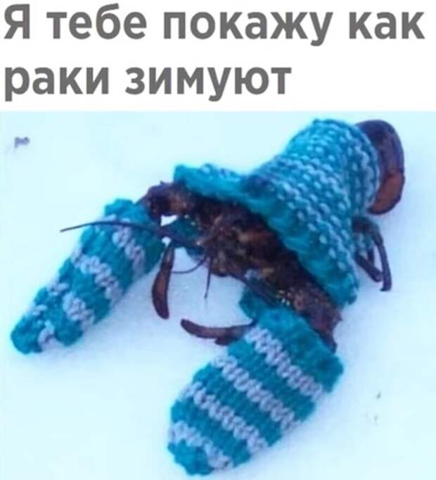 Я тебе покажу как раки зимуют