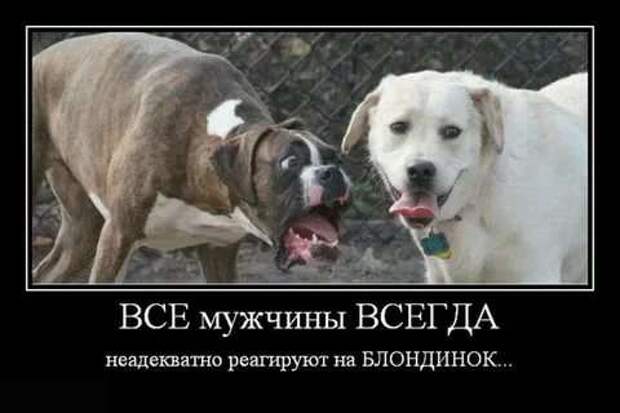 Неадекватный юмор из социальных сетей. Подборка chert-poberi-umor-chert-poberi-umor-38290504012021-12 картинка chert-poberi-umor-38290504012021-12