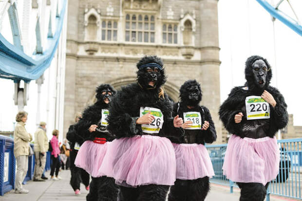 gorilla-run  Weekend INFO: 17 и 18 сентября Gorilla Run