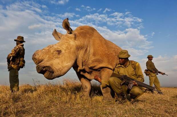 Один из четырех последних белых носорогов в мире (Кения). история, факты