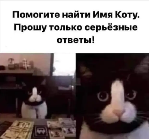Женщину в ярости от ротвейлера отличает... ..только помада бутылочку, только, коньяка, слова, водки, бутылку, заплатите, мужика, этого, крайнем, Завтра, трудом, говоpит, шиpинку, пойдем, pусский, потом, застегивает, повоpачивается, амеpикан