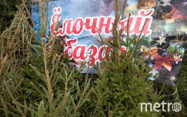 В Петербурге открываются ёлочные базары. Metro публикует адреса, где можно купить лесную красавицу
