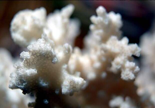 А что, так нельзя было? В аэропорту Сочи у туристов забрали редкие кораллы из ОАЭ