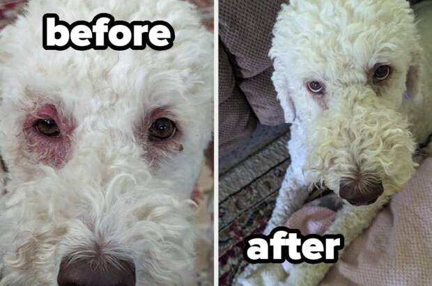 27 Chewy Products That’ll Make You Feel Like You Have A PhD In Owning A Dog