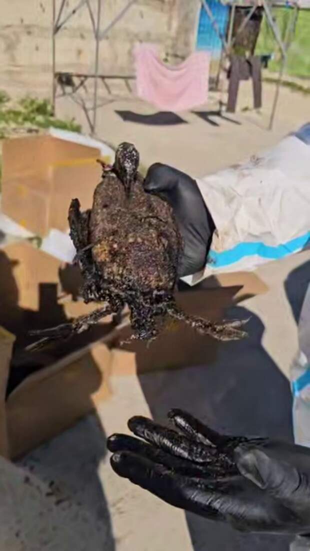 Только выдохнули, и снова... пятно! Нефтяное загрязнение идет к Анапе