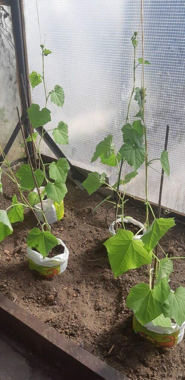 Посадка ранних огурцов в мешки. Вырастить огурцы в мешках. Рассада в мешках с грунтом. Посадка огурцов в открытый грунт в мешках. Выращивание картофеля в мешках.