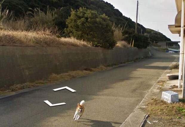 В Японии собака проследовала за автомобилем Google Street View, забавно «испортив» каждую сделанную им фотографию google street view, животные, кадр, собака, юмор