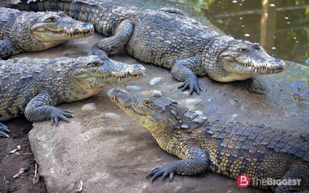 Crocodylus moreletii