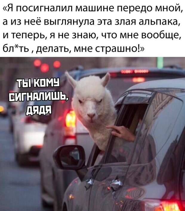 Злобная альпака за рулем