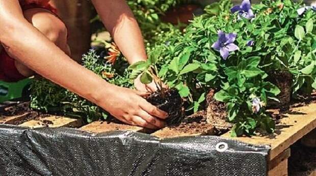 Посадите растения, например садовую землянику, мяту, полуденник, петунию и платикодон