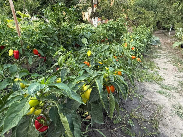 Лью 4 ложки под корень в апреле — и рассада перца как лес: толстая, коренастая, зелёная